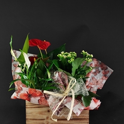 Caja de madera con plantas - Imagen 1