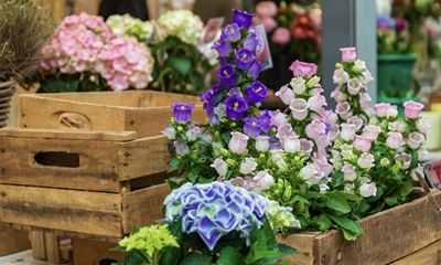 Cestas o cajas de madera con plantas.