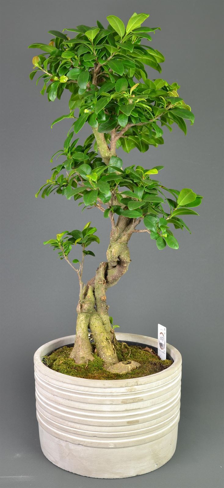 ginseng Ficus