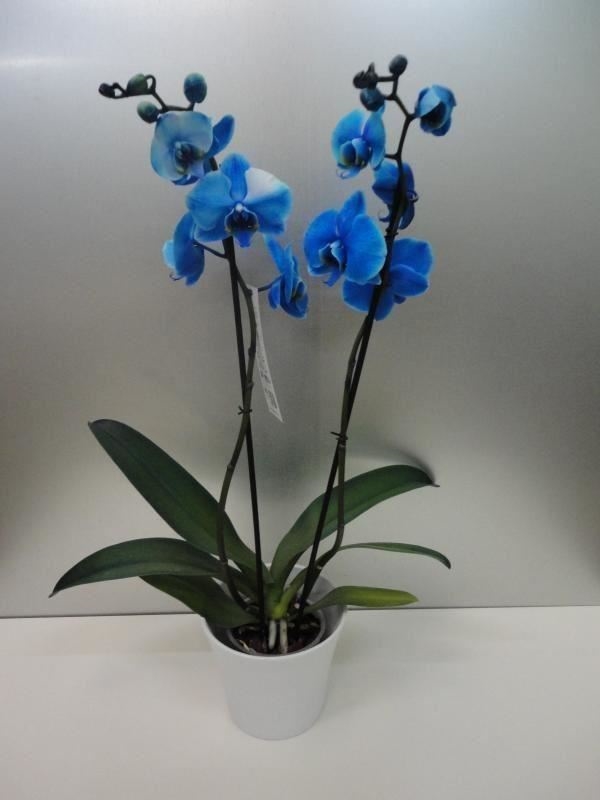 Orquidea azul (Phalaenopsis).