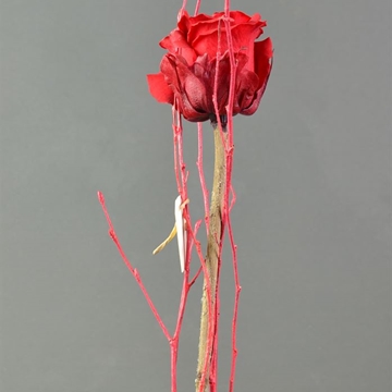 Rosas preservadas o eternas. (PARA REGALAR.) - Floristería Sedes